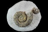 Fossil Ammonites (Aegocrioceras) on Rock - Germany #77950-2